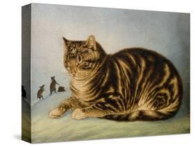 Puss Napping-George Baxter-Stretched Canvas