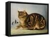 Puss Napping-George Baxter-Framed Stretched Canvas