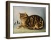 Puss Napping-George Baxter-Framed Giclee Print