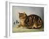 Puss Napping-George Baxter-Framed Giclee Print