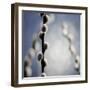 Pussy Willow 01-Tom Quartermaine-Framed Giclee Print