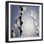 Pussy Willow 01-Tom Quartermaine-Framed Giclee Print