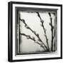 Pussy Willow 03-Tom Quartermaine-Framed Giclee Print