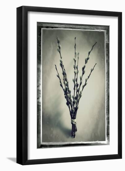 Pussy Willow 04-Tom Quartermaine-Framed Giclee Print