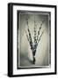 Pussy Willow 04-Tom Quartermaine-Framed Giclee Print