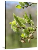 Pussy willow / Goat willow / Great sallow female catkins, UK-Nick Upton-Stretched Canvas