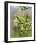 Pussy willow / Goat willow / Great sallow female catkins, UK-Nick Upton-Framed Photographic Print