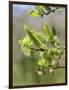 Pussy willow / Goat willow / Great sallow female catkins, UK-Nick Upton-Framed Photographic Print