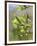 Pussy willow / Goat willow / Great sallow female catkins, UK-Nick Upton-Framed Photographic Print
