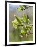 Pussy willow / Goat willow / Great sallow female catkins, UK-Nick Upton-Framed Photographic Print