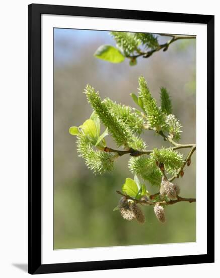 Pussy willow / Goat willow / Great sallow female catkins, UK-Nick Upton-Framed Photographic Print