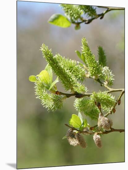 Pussy willow / Goat willow / Great sallow female catkins, UK-Nick Upton-Mounted Photographic Print