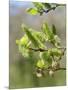 Pussy willow / Goat willow / Great sallow female catkins, UK-Nick Upton-Mounted Photographic Print