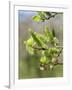 Pussy willow / Goat willow / Great sallow female catkins, UK-Nick Upton-Framed Photographic Print