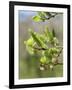 Pussy willow / Goat willow / Great sallow female catkins, UK-Nick Upton-Framed Photographic Print