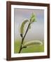 Pussy Willow-Don Paulson-Framed Giclee Print