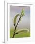 Pussy Willow-Don Paulson-Framed Giclee Print