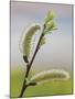 Pussy Willow-Don Paulson-Mounted Giclee Print