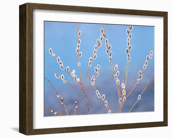 Pussy Willow-null-Framed Photographic Print