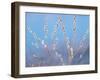 Pussy Willow-null-Framed Photographic Print