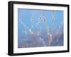 Pussy Willow-null-Framed Photographic Print