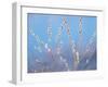 Pussy Willow-null-Framed Photographic Print