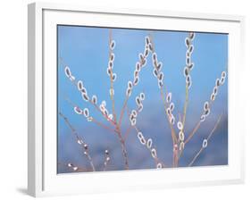 Pussy Willow-null-Framed Photographic Print