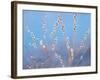 Pussy Willow-null-Framed Photographic Print