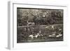 Putbus Auf Rügen, Im Fürstlichen Wildpark, Hirsche, Rehe-null-Framed Giclee Print