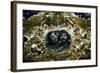 Putti-null-Framed Giclee Print