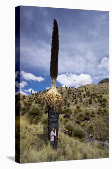 Puya Raimondii Tree (The Queen of the Andes Tree), after Seeding, Peru, South America-Peter Groenendijk-Stretched Canvas