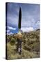 Puya Raimondii Tree (The Queen of the Andes Tree), after Seeding, Peru, South America-Peter Groenendijk-Stretched Canvas