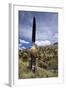 Puya Raimondii Tree (The Queen of the Andes Tree), after Seeding, Peru, South America-Peter Groenendijk-Framed Photographic Print