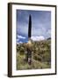 Puya Raimondii Tree (The Queen of the Andes Tree), after Seeding, Peru, South America-Peter Groenendijk-Framed Photographic Print