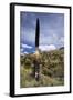 Puya Raimondii Tree (The Queen of the Andes Tree), after Seeding, Peru, South America-Peter Groenendijk-Framed Photographic Print