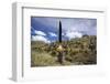 Puya Raimondii Tree (The Queen of the Andes Tree), after Seeding, Peru, South America-Peter Groenendijk-Framed Photographic Print