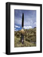 Puya Raimondii Tree (The Queen of the Andes Tree), after Seeding, Peru, South America-Peter Groenendijk-Framed Photographic Print