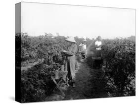 Puyallup, Blackberries, 1916-Asahel Curtis-Stretched Canvas