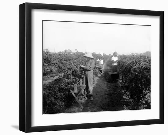 Puyallup, Blackberries, 1916-Asahel Curtis-Framed Giclee Print