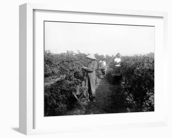 Puyallup, Blackberries, 1916-Asahel Curtis-Framed Giclee Print
