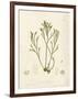 Pycnophycus tuberculatus-Henry Bradbury-Framed Giclee Print