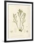 Pycnophycus tuberculatus-Henry Bradbury-Framed Giclee Print