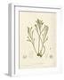 Pycnophycus tuberculatus-Henry Bradbury-Framed Giclee Print
