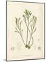 Pycnophycus tuberculatus-Henry Bradbury-Mounted Giclee Print
