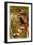 Pygmy Bird of Paradise-F.W. Kuhnert-Framed Art Print