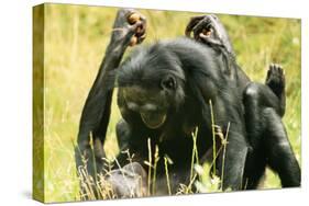 Pygmy, Bonobo Chimpanzee Mating-null-Stretched Canvas