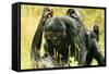 Pygmy, Bonobo Chimpanzee Mating-null-Framed Stretched Canvas