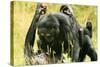 Pygmy, Bonobo Chimpanzee Mating-null-Stretched Canvas