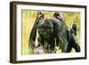 Pygmy, Bonobo Chimpanzee Mating-null-Framed Photographic Print