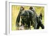 Pygmy, Bonobo Chimpanzee Mating-null-Framed Photographic Print